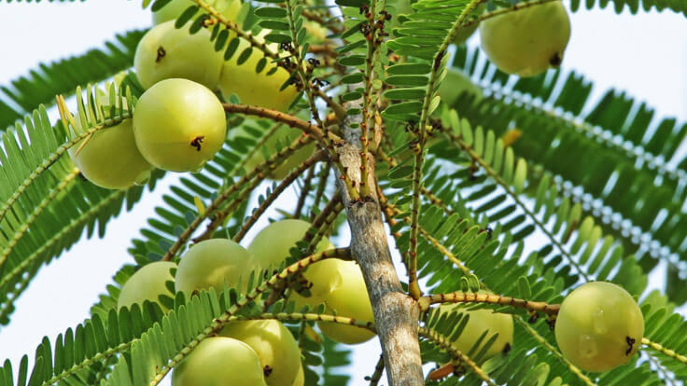 Blog posts 11 Health Benefits of Superfood, Amla !