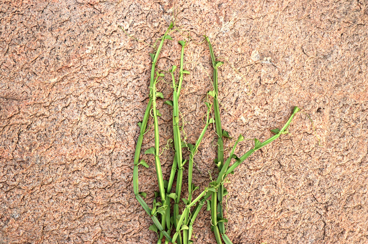 7 health benefits of Pirandai