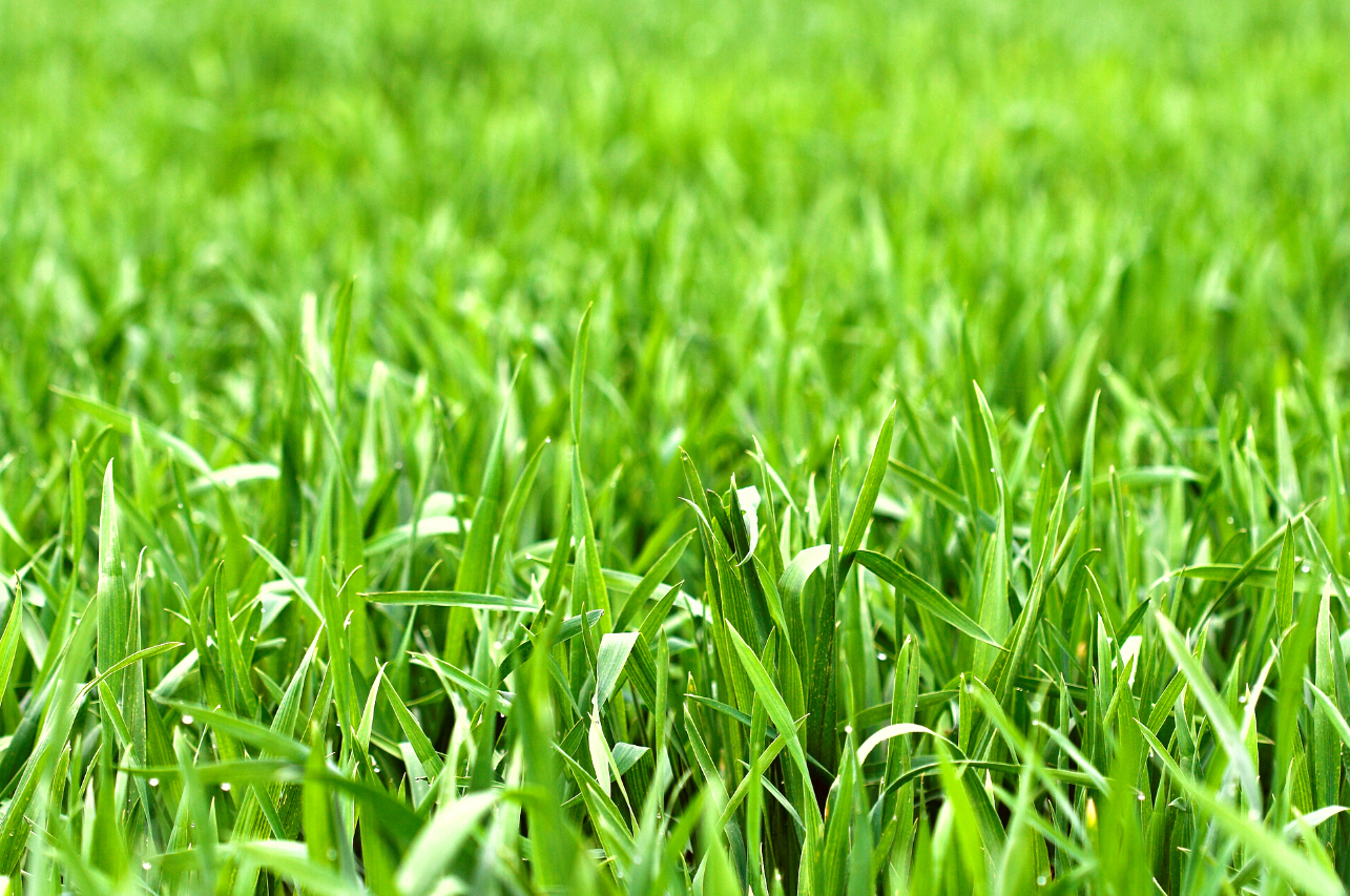 Everything You Need To Know About Arugampul Powder