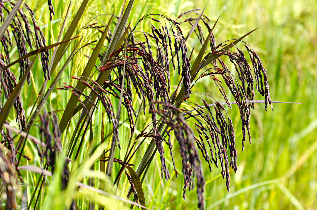 Black Rice: The Forbidden Grain with Incredible Health Benefits