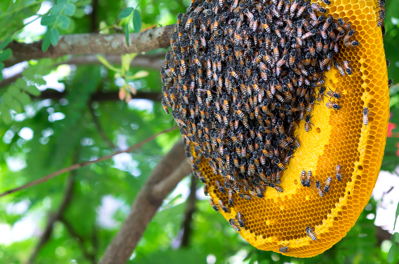 Everything You Need To Know About Wild Honey