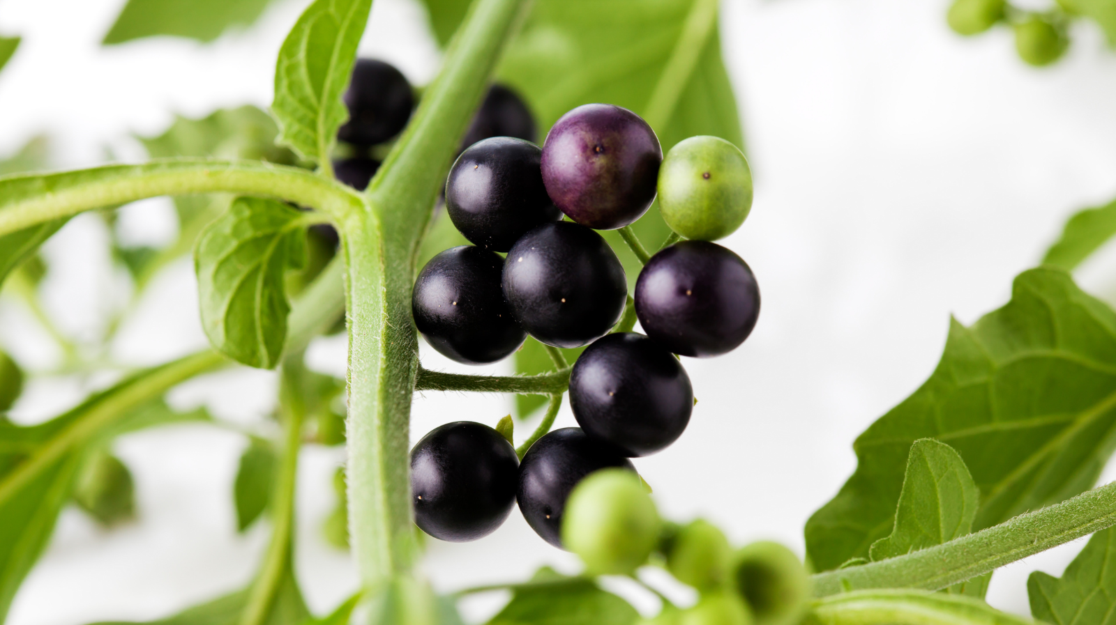 Health benefits of Manathakkali Powder