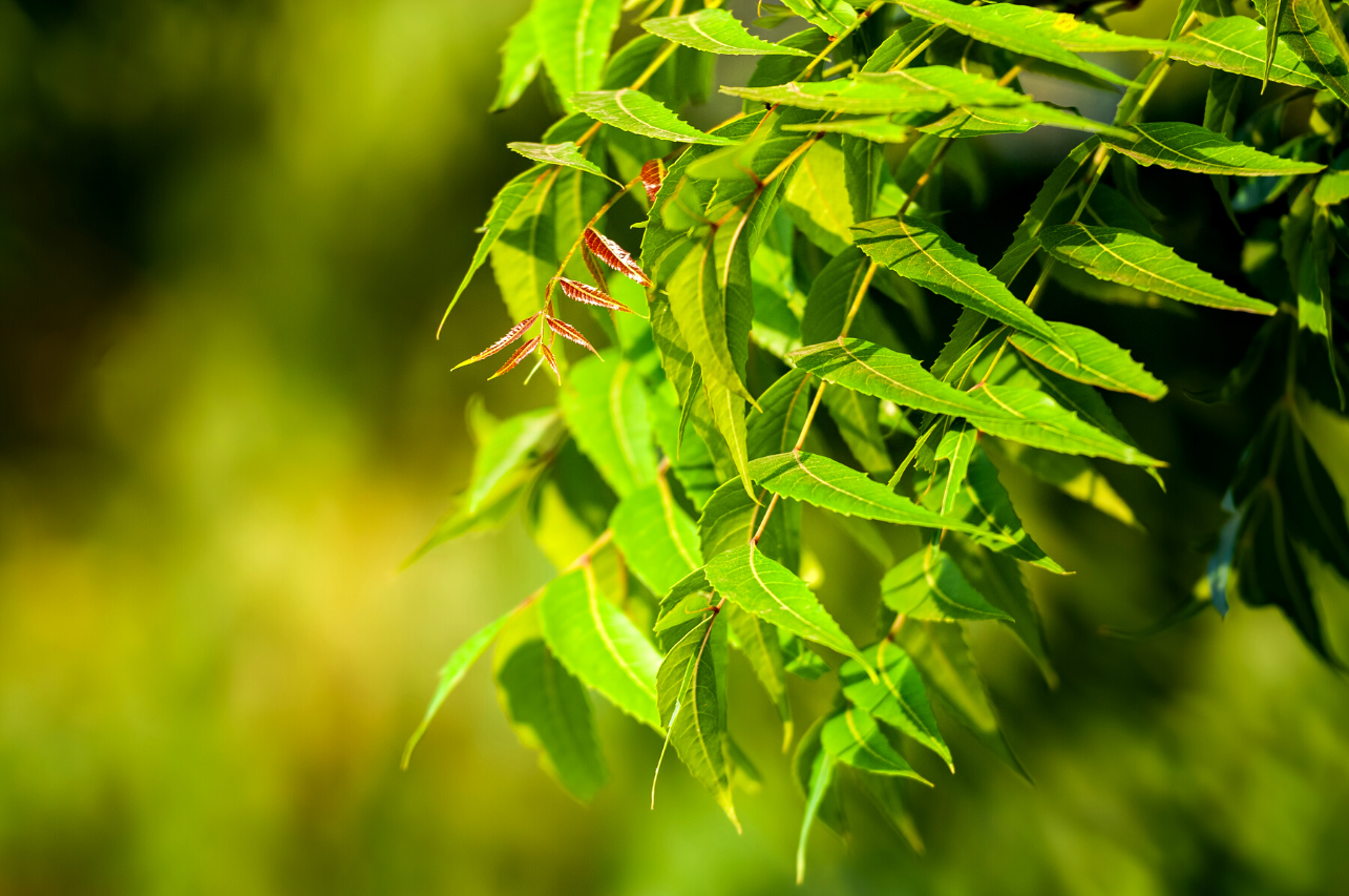 Everything You Need To Know About Neem leaf Powder