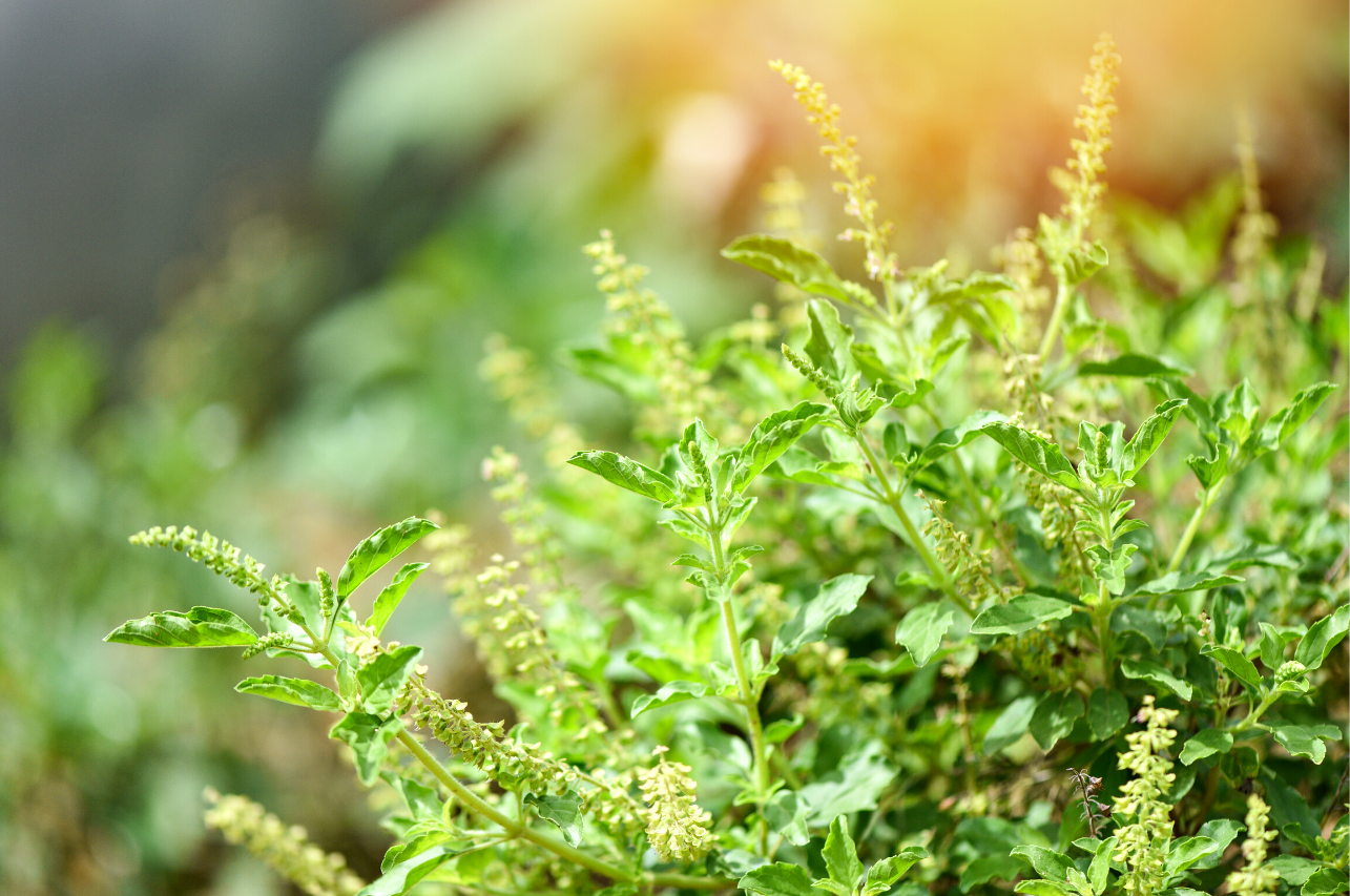 Everything You Need To Know About Thulasi Leaf Powder