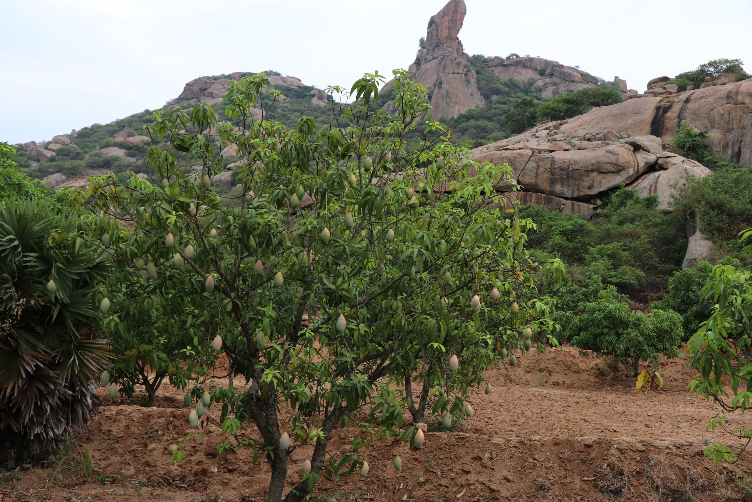 The Umpteen Varieties of Mango Pickle