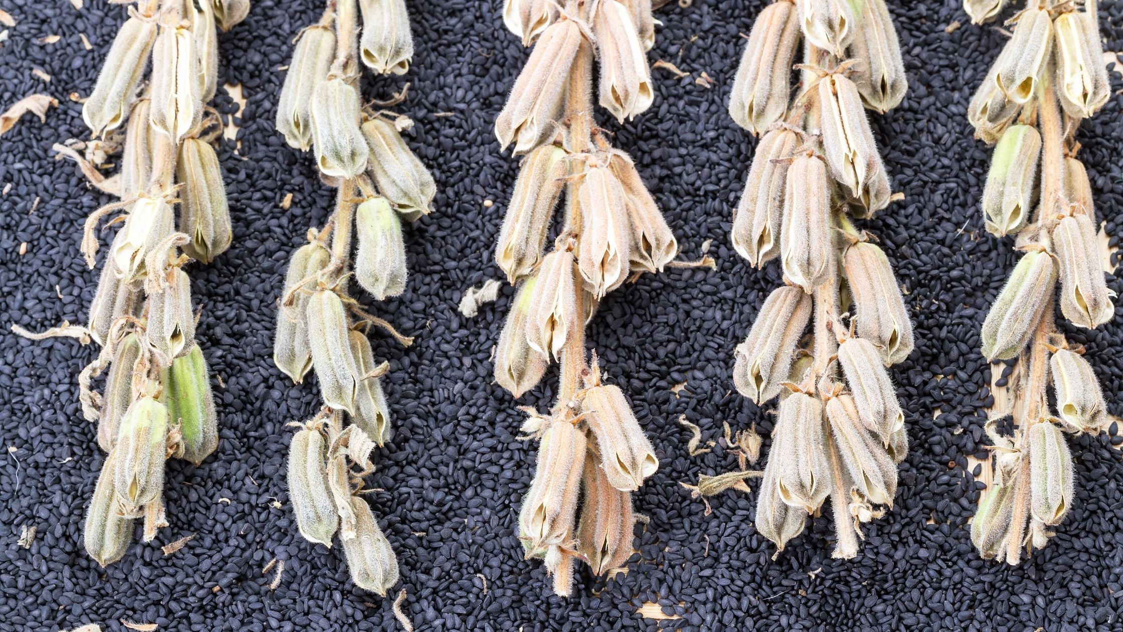 Top 10 Health Benefits of Sesame Oil