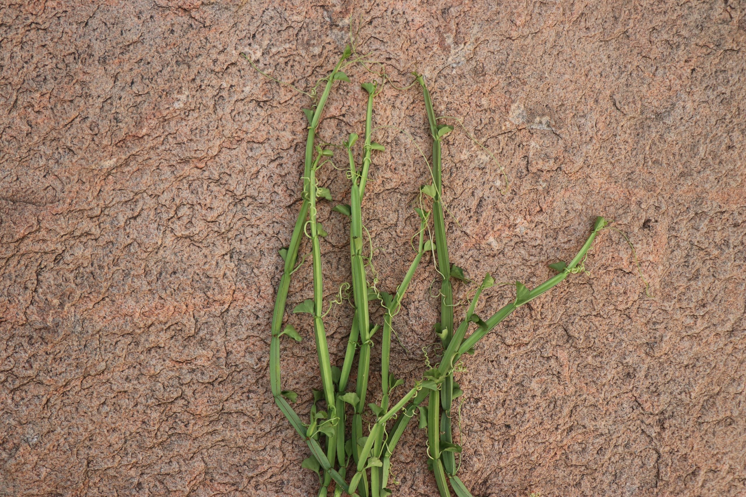 7 Amazing Health Benefits & Uses of Pirandai Plant | Veldt Grape