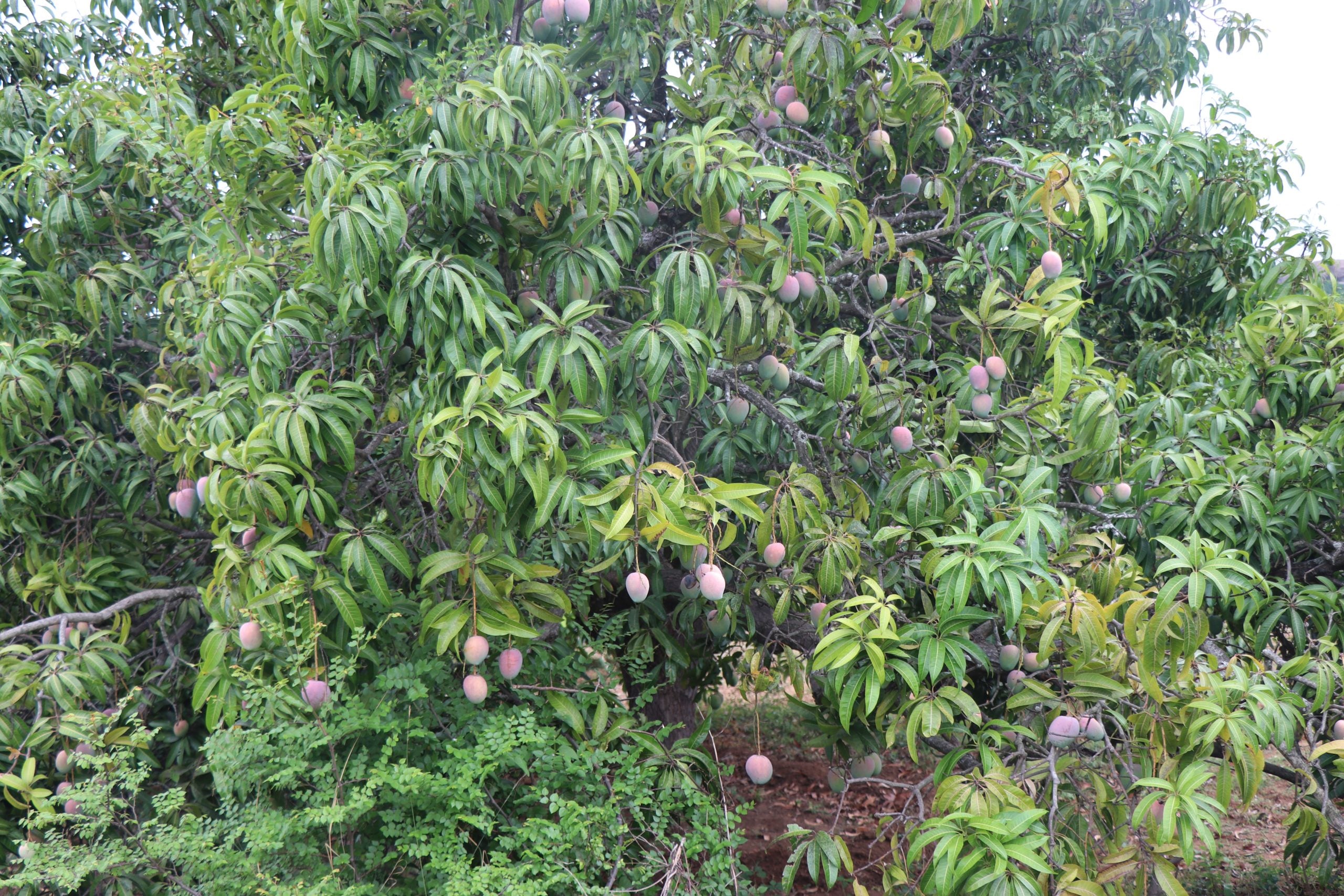 What is Senthoora Mango?