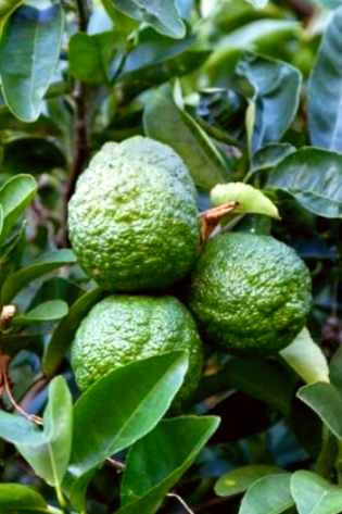 Citron.1