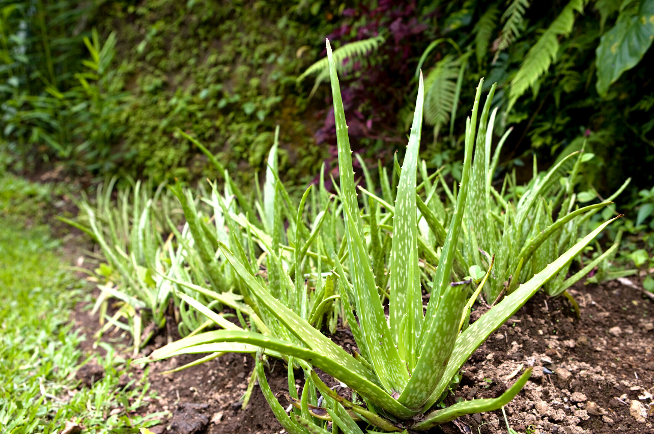 From Nature to Your Health: How Aloe Vera Powder Can Improve Your Well-Being