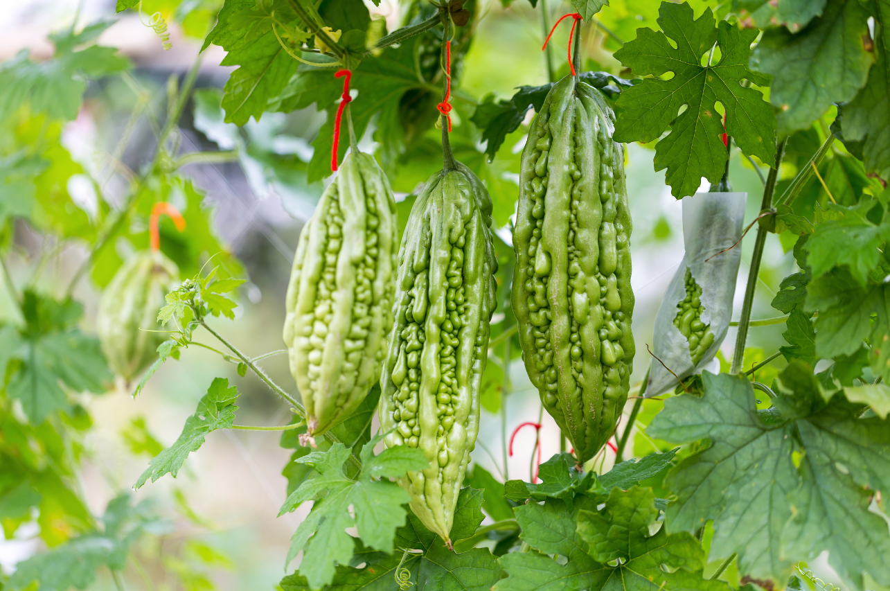 The Benefits of Bitter Gourd: Why You Should Incorporate It into Your Diet