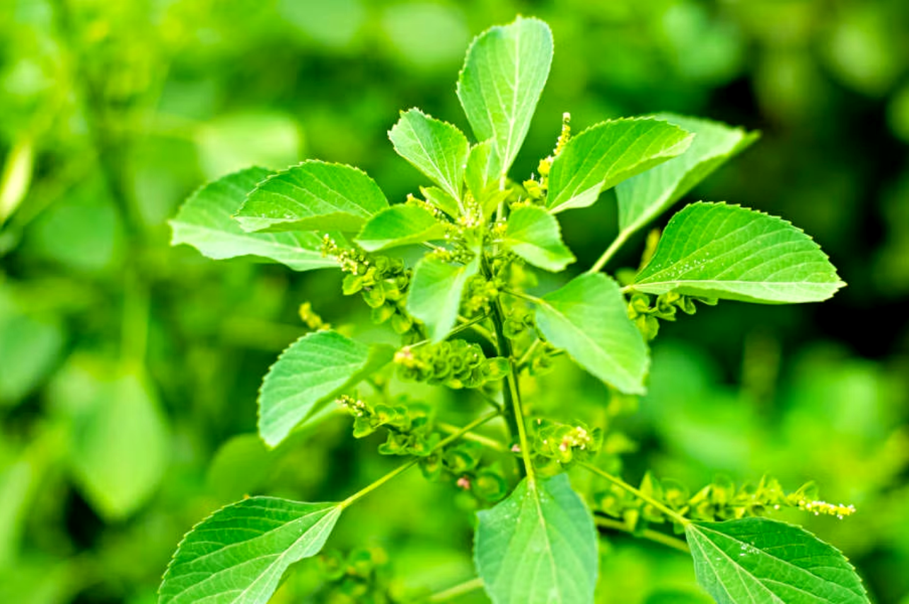 7 Health benefits of Kuppaimeni Leaf