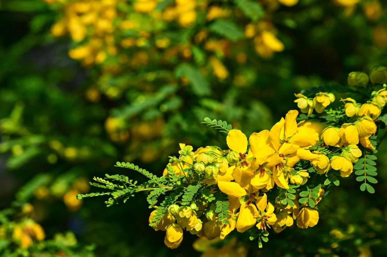 7 Health Benefits of Avaram Flower