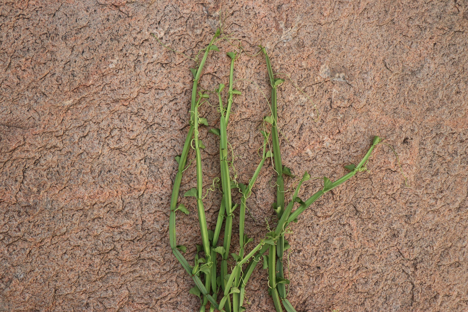 7 Amazing Health Benefits & Uses of Pirandai Plant | Veldt Grape ...
